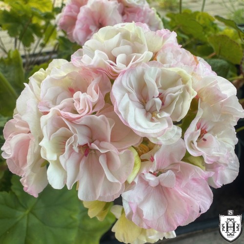 Pelargonium 'Jägershus Oslogutten' - Pelargoon 'Jägershus Oslogutten' P9/0,55L 